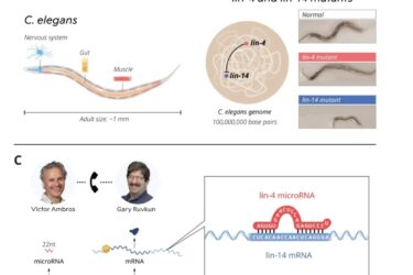 Diagram showing the worm C. elegans with focus on nervous and muscle systems (A), genetic differences in lin-4 and lin-14 mutants (B), and research contributions by Victor Ambros and Gary Ruvkun on microRNA lin-4's interaction with mRNA (C).