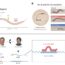 Diagram showing the worm C. elegans with focus on nervous and muscle systems (A), genetic differences in lin-4 and lin-14 mutants (B), and research contributions by Victor Ambros and Gary Ruvkun on microRNA lin-4's interaction with mRNA (C).