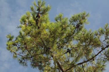 A tall pine tree with lush green needles is set against a clear blue sky, capturing the sunlight filtering through its branches.