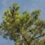 A tall pine tree with lush green needles is set against a clear blue sky, capturing the sunlight filtering through its branches.