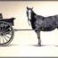 A horse stands in harness, attached to a small, vintage wooden cart with a large wheel and a barrel-like container. The image is in black and white, giving it an old-fashioned appearance.