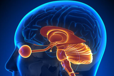 A digital illustration of a human head in profile shows the brain with highlighted brainstem and cerebellum structures, depicted in orange against a blue background.