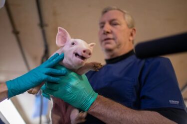 A veterinarian wearing blue gloves and scrubs holds a small piglet while another gloved hand examines it in a clinical setting. The piglet appears alert and is facing the camera.