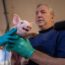 A veterinarian wearing blue gloves and scrubs holds a small piglet while another gloved hand examines it in a clinical setting. The piglet appears alert and is facing the camera.
