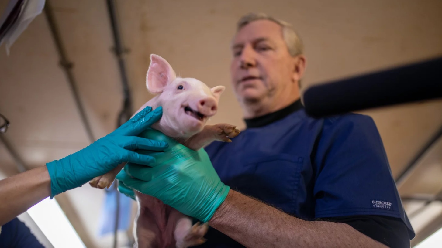 Pig Heart Xenografts for Infants