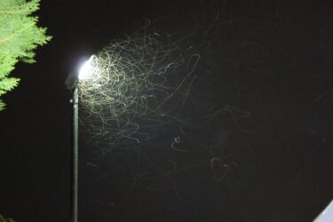 A streetlamp glows at night, illuminating swirling trails made by flying insects, which create intricate patterns against the dark sky. A leafy tree is visible on the left edge of the image.