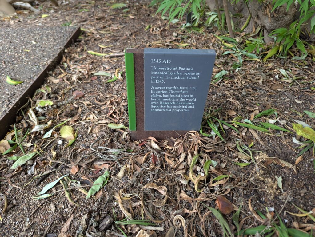 A small sign on the ground reads: "1545 AD. University of Padua's botanical garden opens as part of its medical school in 1545." The sign is surrounded by soil, fallen leaves, and greenery.