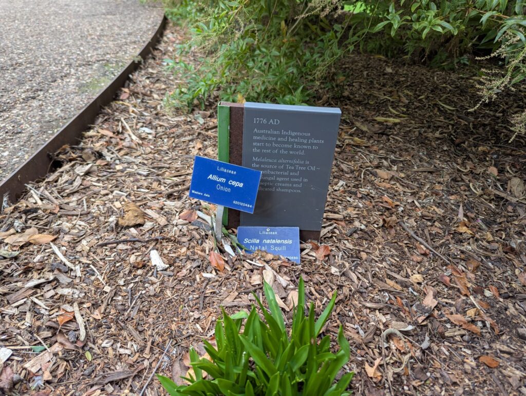 Garden bed with plant markers labeled "Allium cepa Onion" and "Scilla siberica Kobalt Squill." Behind them is a plaque about 1776 AD, discussing Indigenous Australians and plant use, surrounded by mulch and greenery.
