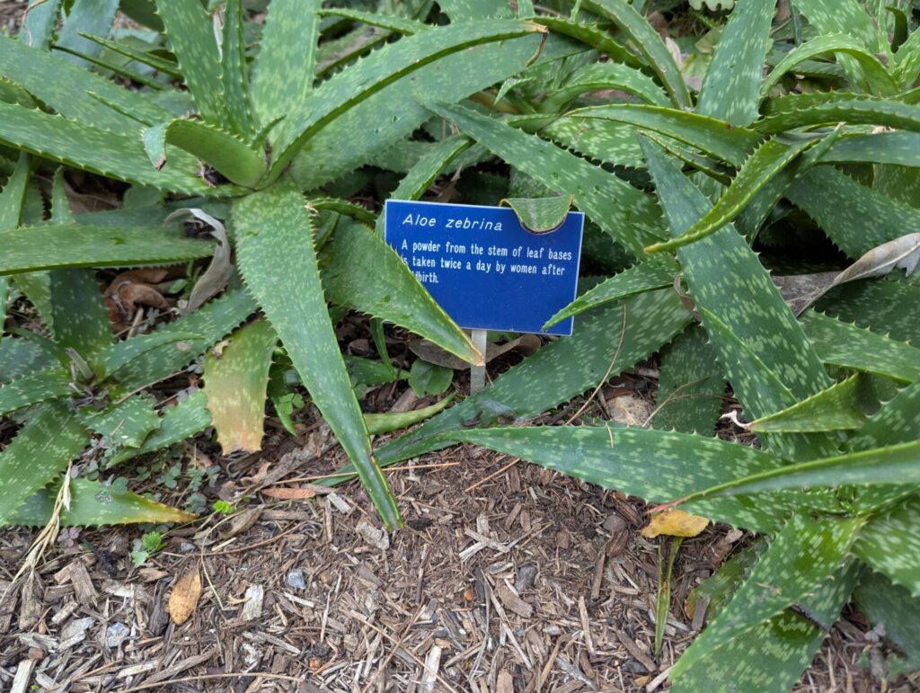 Green Aloe zebrina plants growing in soil with a blue sign that reads: "Aloe zebrina. A powder from the stem of leaf bases taken twice a day by women after.