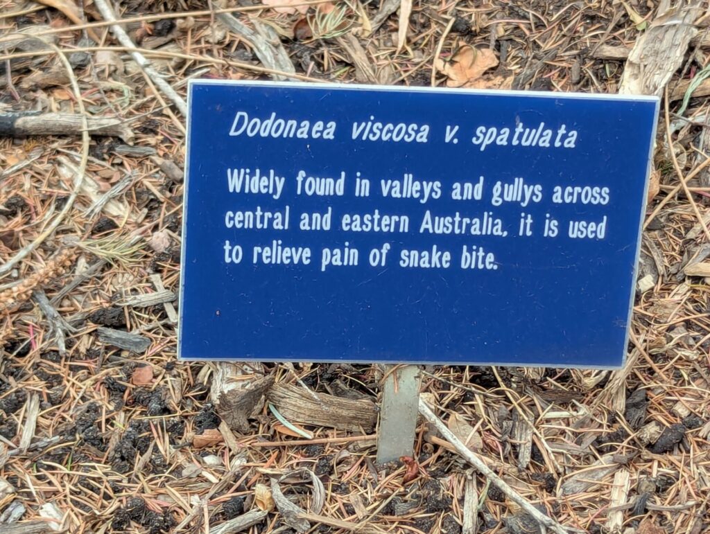 A blue sign identifies Dodonaea viscosa v. spatulata and notes it is widely found in valleys and gullies across central and eastern Australia, used to relieve pain of snake bite. The sign is on the ground among dry leaves and twigs.