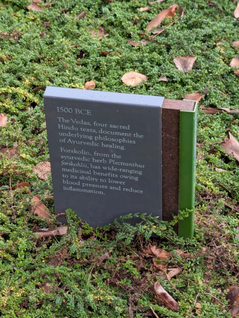 A sign in a garden reads: "1500 BCE. The Vedas, four sacred Hindu texts, document the underlying philosophies of Ayurvedic healing. Forskolin, from Plectranthus forskohlii, has wide-ranging medicinal benefits.