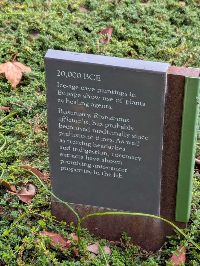 A plaque in a garden reads: "20,000 BCE. Ice-age cave paintings in Europe show use of plants as healing agents. Rosemary, Rosmarinus officinalis, has probably been used medicinally since prehistoric times...
