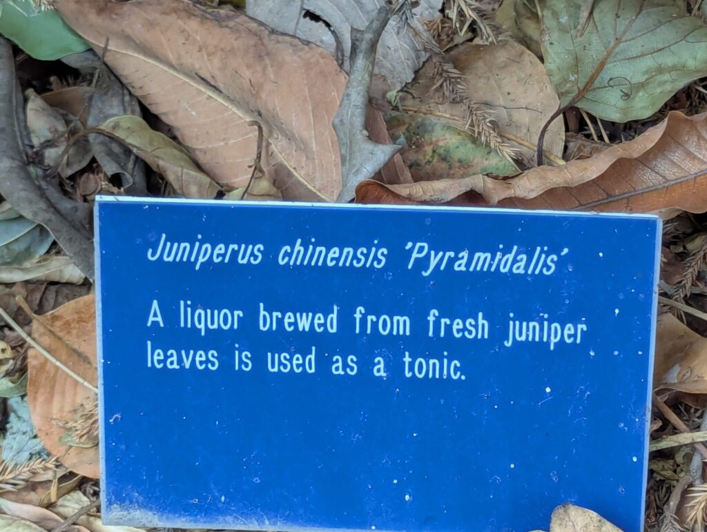 A blue sign among dry leaves reads: "Juniperus chinensis 'Pyramidalis.' A liquor brewed from fresh juniper leaves is used as a tonic.
