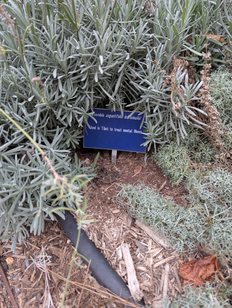 A blue sign partially hidden by lavender-like plants reads, "Used in Tibet to treat mental illness." The sign is staked in soil among green foliage and a black irrigation hose.