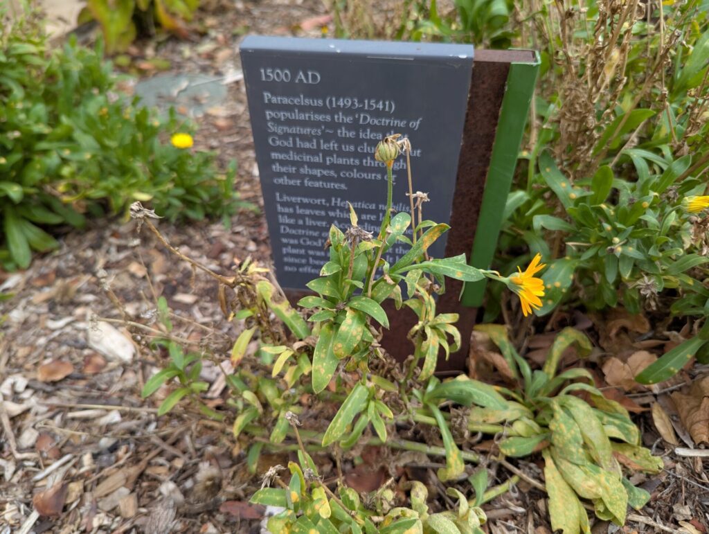 A small yellow flower grows in front of a sign that discusses Paracelsus and the "Doctrine of Signatures" from 1500 AD. The ground is covered with dry leaves and mulch.