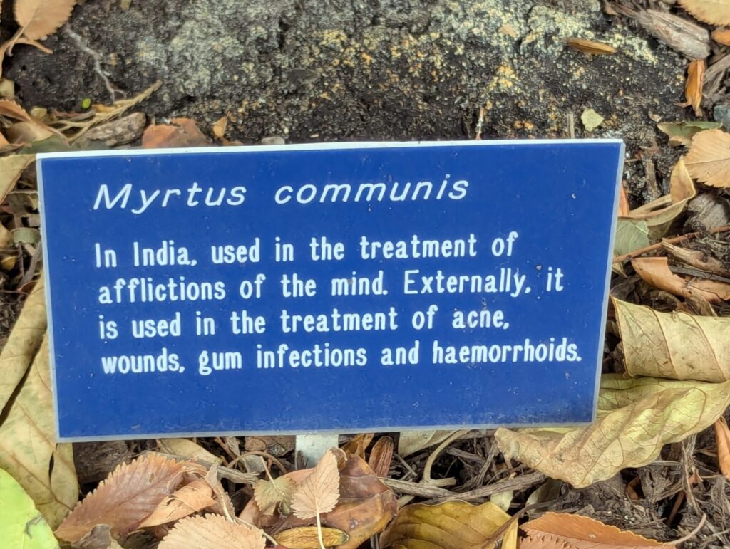 A blue sign near the ground reads: "Myrtus communis. In India, used in the treatment of afflictions of the mind. Externally, it is used in the treatment of acne, wounds, gum infections and haemorrhoids." Dry leaves surround the sign.