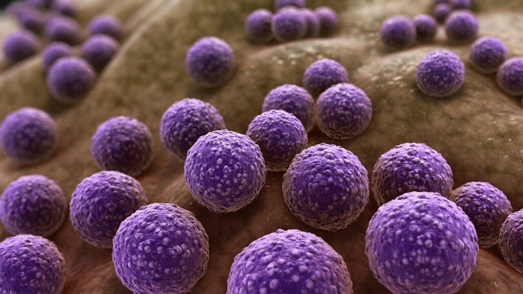 3D medical animation still showing Staphylococcus Bacteria. Photo: Scientific Animations, 2019. License: CC-SA-4.0.