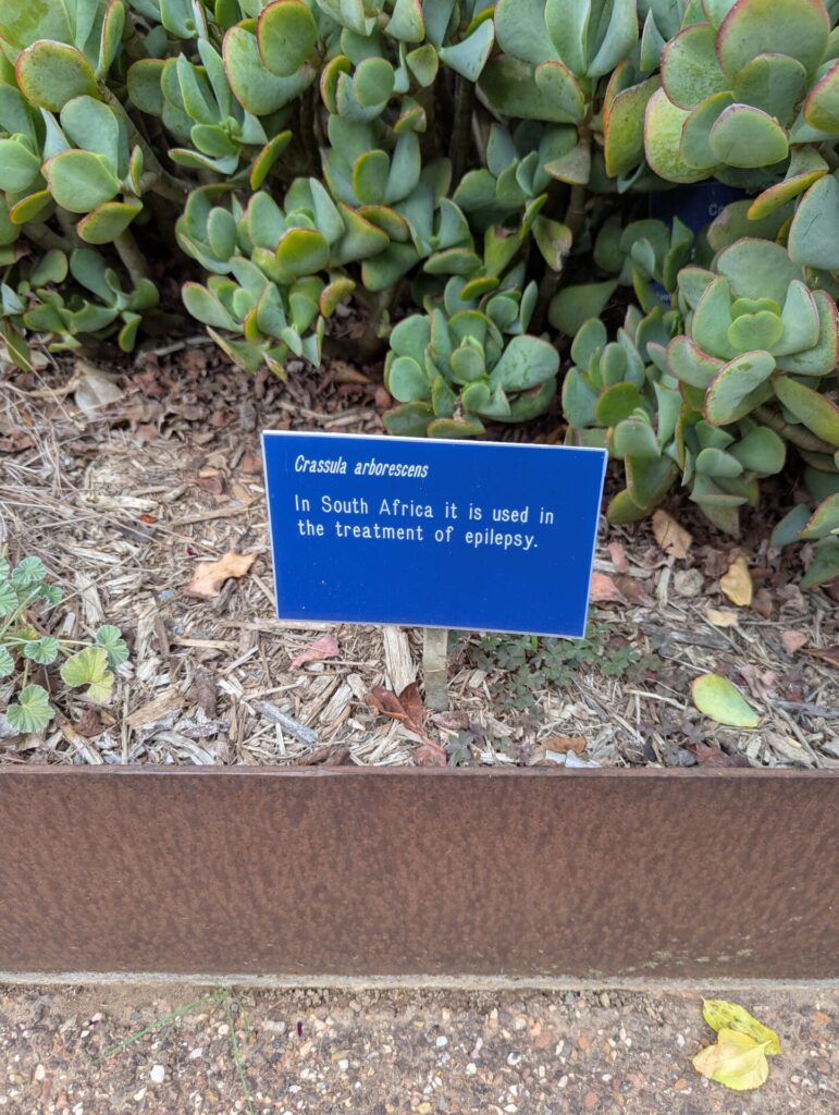 A blue sign in front of Crassula arborescens plants reads: "In South Africa it is used in the treatment of epilepsy." The sign stands in soil beside the succulent plants.