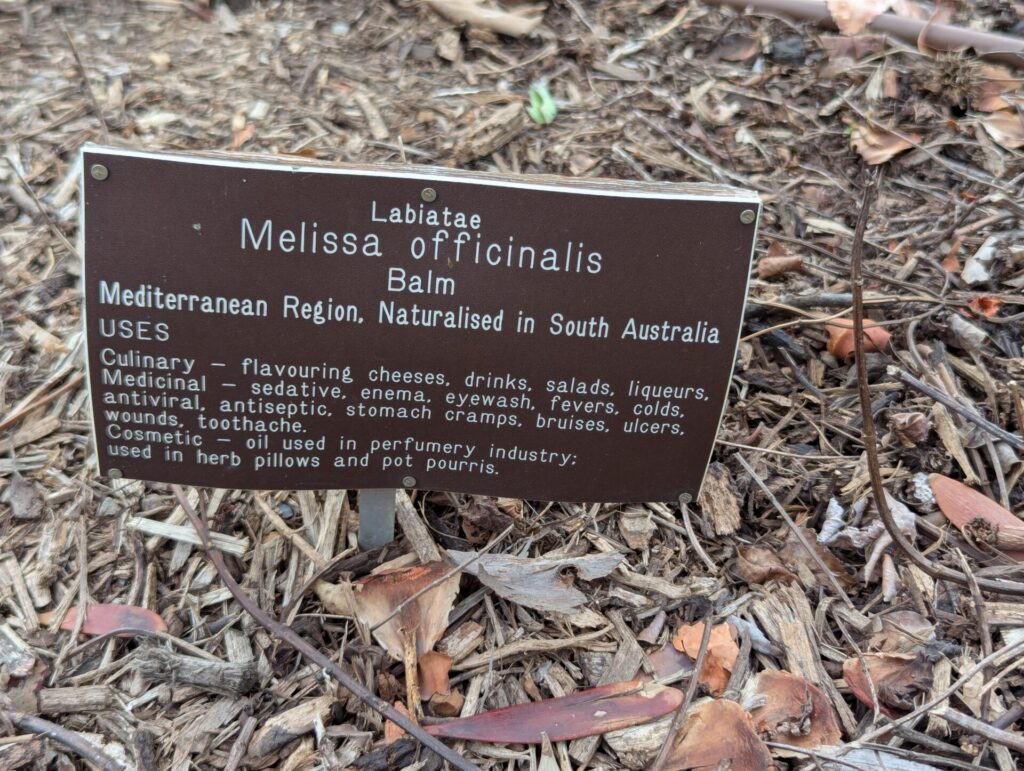 A metal sign among dry leaves and mulch describes Melissa officinalis (Balm), listing culinary, medicinal, and cosmetic uses, and noting it is naturalised in South Australia.