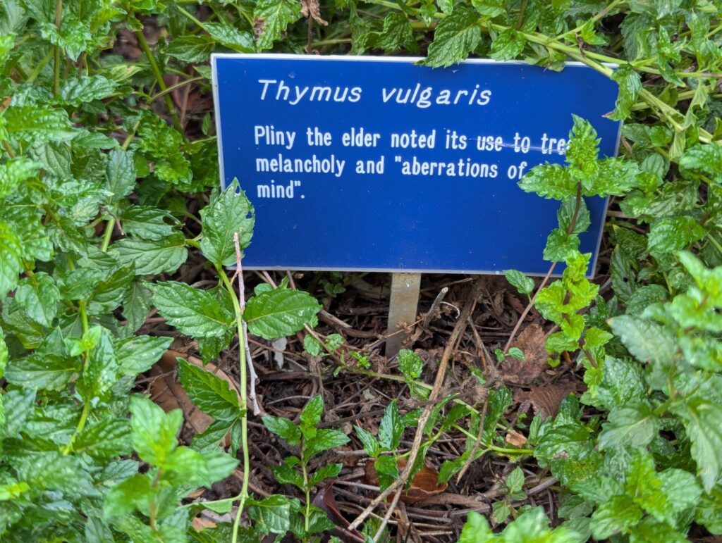 A blue sign among green thyme plants reads: "Thymus vulgaris. Pliny the elder noted its use to treat melancholy and 'aberrations of mind'.