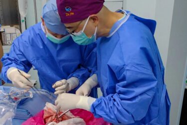 Two surgeons in blue scrubs and masks perform a surgical procedure, focusing intently on the operation site, with medical instruments and equipment visible on the table.