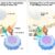 Two panels show how PD-L1 on tumor cells binds to PD-1 on T cells to block immune response, and how anti-PD-L1 or anti-PD-1 drugs block this interaction, allowing T cells to kill tumor cells.
