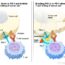 Two panels show how PD-L1 on tumor cells binds to PD-1 on T cells to block immune response, and how anti-PD-L1 or anti-PD-1 drugs block this interaction, allowing T cells to kill tumor cells.