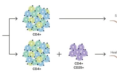 Diagram shows groups of cells labeled T, separated into CD4+ and CD4+CD25+ categories, with arrows indicating that CD4+ cells lead to a sick mouse, while CD4+CD25+ cells with CD4+ cells lead to a healthy mouse.