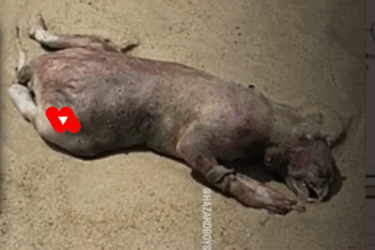 A hairless animal with an elongated body lies on sandy ground. Its features are not easily identifiable, and one area on its side is covered by a red shape.