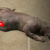 A hairless animal with an elongated body lies on sandy ground. Its features are not easily identifiable, and one area on its side is covered by a red shape.