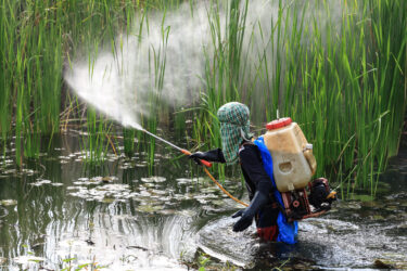 A person wearing protective clothing and a backpack sprayer stands in shallow water among tall grass, spraying chemicals or pesticides onto plants.