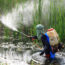 A person wearing protective clothing and a backpack sprayer stands in shallow water among tall grass, spraying chemicals or pesticides onto plants.
