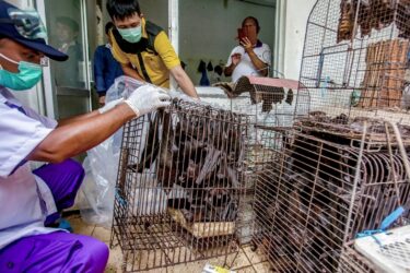 Several men wearing face masks inspect cages filled with live bats in a market setting. Some men are photographing the scene, and the cages are stacked, appearing cramped and crowded.