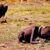 A malnourished child crouches on dry ground with their head down, while a vulture stands in the background, watching from a short distance. The scene is barren and evokes a sense of hardship and desperation.