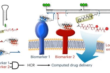 Diagram showing two cell membrane biomarkers interacting with DNA probes, triggering logic-gated endocytosis for computed drug delivery. Arrows illustrate the process from biomarkers to drug entry into the cell.