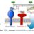 Diagram showing two cell membrane biomarkers interacting with DNA probes, triggering logic-gated endocytosis for computed drug delivery. Arrows illustrate the process from biomarkers to drug entry into the cell.