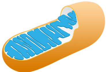 A simplified, cutaway illustration of a mitochondrion shows an orange outer membrane and blue folded inner membrane structures called cristae.