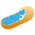 A simplified, cutaway illustration of a mitochondrion shows an orange outer membrane and blue folded inner membrane structures called cristae.