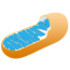 A simplified, cutaway illustration of a mitochondrion shows an orange outer membrane and blue folded inner membrane structures called cristae.