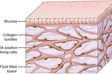 Interstitium