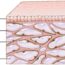 Interstitium