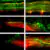 Six microscope images show neural tissue with green and red fluorescent staining. Patterns and intensities vary, highlighting differences in cellular structures or experimental conditions across the three paired rows.