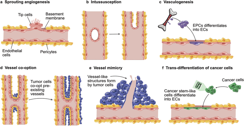 Six-panel diagram illustrating different mechanisms of blood vessel formation: sprouting angiogenesis, intussusception, vasculogenesis, vessel co-option, vessel mimicry, and trans-differentiation of cancer cells into vessel-like structures.