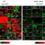 BMJ: PRR vs. Bayes