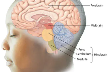 Side profile of a child’s head with a labeled diagram of the brain, showing the forebrain, midbrain, and hindbrain, including the pons, cerebellum, and medulla.
