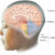 Side profile of a child’s head with a labeled diagram of the brain, showing the forebrain, midbrain, and hindbrain, including the pons, cerebellum, and medulla.