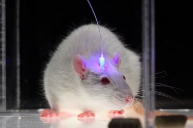 A white laboratory rat with an illuminated fiber optic implant on its head.
