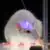 A white laboratory rat with an illuminated fiber optic implant on its head.