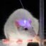 A white laboratory rat with an illuminated fiber optic implant on its head.